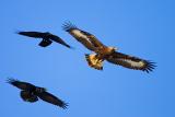 Ravens hunting a Golden Eagle