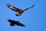 Ravens hunting a Golden Eagle