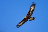 Golden Eagle