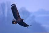 White-tailed Eagle, Haliaeetus albicilla