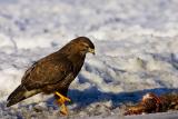 Common Buzzard, Buteo buteo