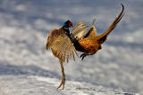 Common Pheasant fighting