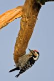 Lesser Spotted Woodpecker