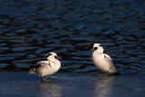 Smew