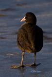 Eurasian Coot, Fulica atra