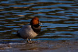 Common Pochard