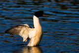 Goosander