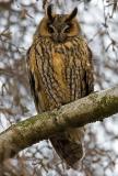 Long-eared Owl