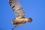 Long-eared Owl