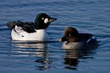 Common Goldeneye