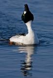 Common Goldeneye, male display