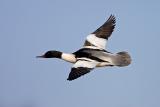 Goosander