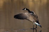 Canada Goose