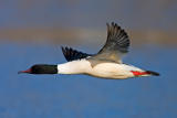 Goosander