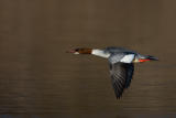 Goosander