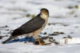 Sparrowhawk eating small bird