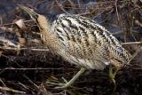 Great Bittern