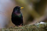 Common Starling