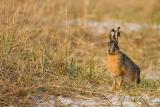 Brown Hare