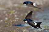 Common House Martin