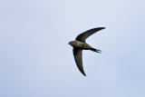 Common Swift