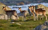 Fallow Deer