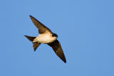 House Martin