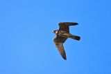 Eurasian Hobby