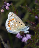 Common Blue