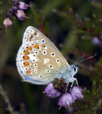 Common Blue