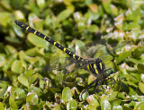 golden ringed dragonfly