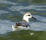 Grey Phalarope