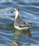 Grey Phalarope