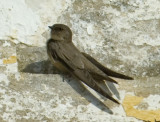 Crag Martin