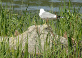 Common Gull with Chicks