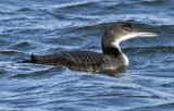 Great Northern Diver