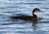 Great Northern Diver