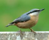 nuthatch