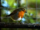 Robin