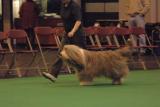 crufts2006 002.jpg