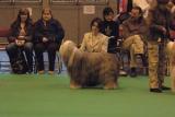 crufts2006 039.jpg