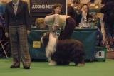 crufts2006 041.jpg