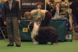 crufts2006 042.jpg