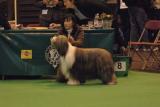 crufts2006 053.jpg