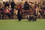 crufts2006 111.jpg