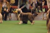 crufts2006 135.jpg