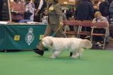 crufts2006 150.jpg