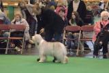 crufts2006 155.jpg