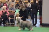 crufts2006 156.jpg