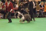 crufts2006 202.jpg